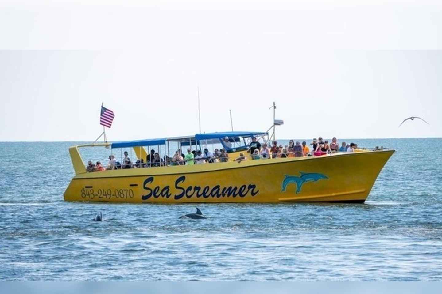 Myrtle Beach: Dolphin Cruise on the Sea Screamer thumbnail
